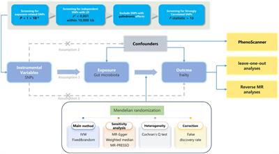 Exploring the causal relationship between gut microbiota and frailty: a two-sample mendelian randomization analysis